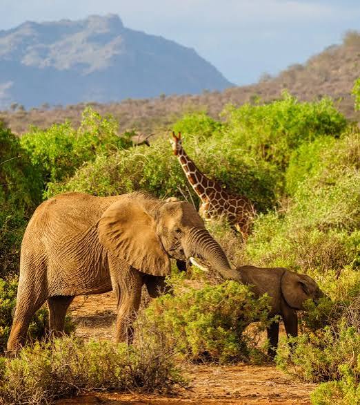 Samburu