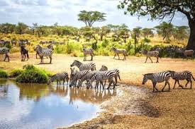 Narok