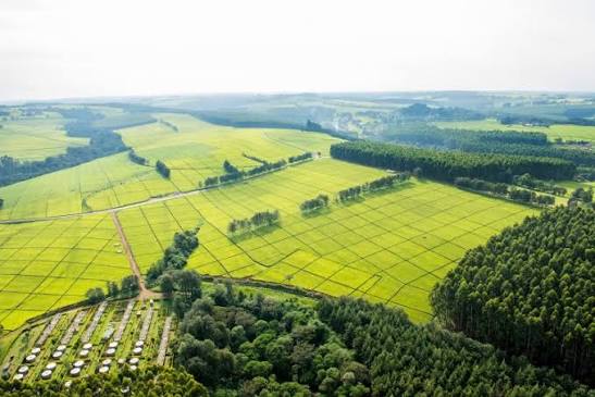 Kericho