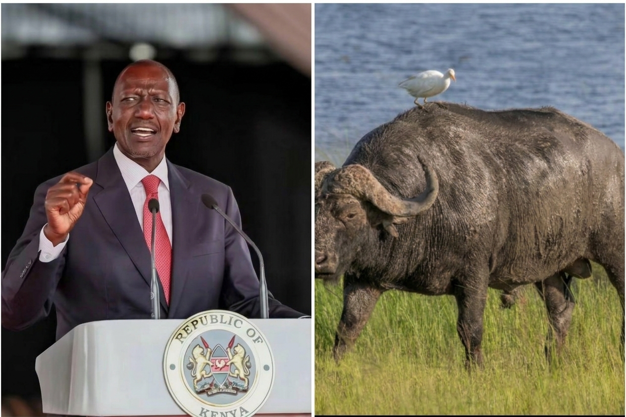 Buffalo Milk or Presidential Banter? Ruto’s Milk Remarks Leave Kenyans Asking Questions
